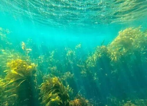 海藻是植物吗