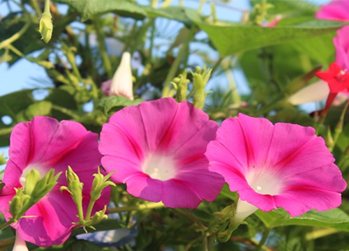 牵牛花是完全花吗