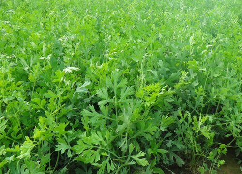 防风种植时间和方法"