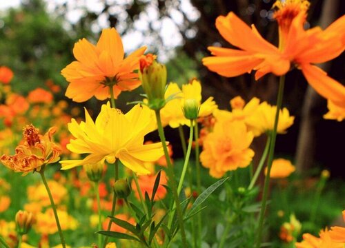 硫华菊什么时候开花 花期持续多久时间