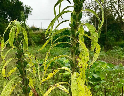 芝麻病毒病症状与防治方法