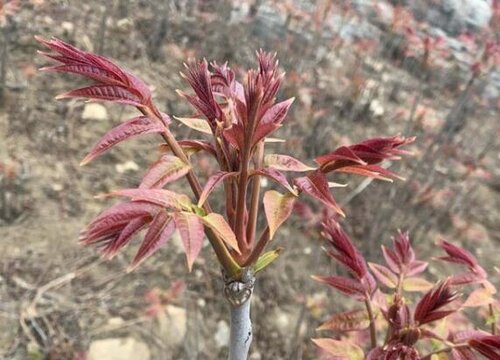 香椿树喜阴还是喜阳光的植物"