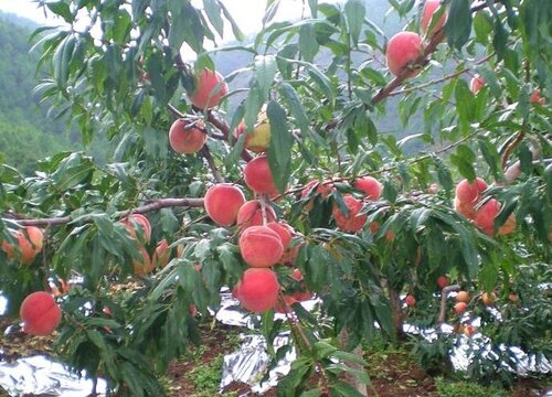 桃树种植时间和方法"