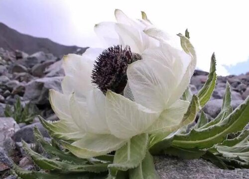 雪莲花什么时候开花