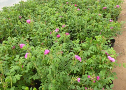 食用玫瑰花种植时间和方法"