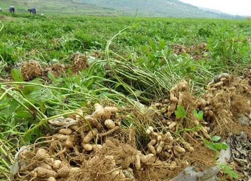 北方花生种植时间和方法"