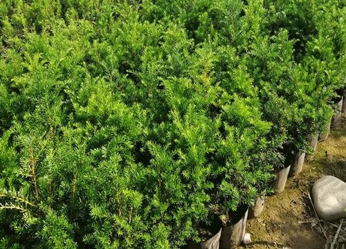 种植红豆杉赚钱吗 种植利润如何