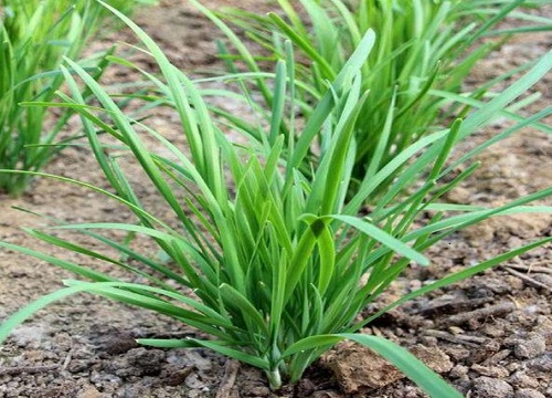 韭菜喜阴还是喜阳光的植物"