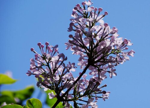 丁香花耐寒多少度