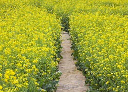 油菜花什么时候开花 开花季节