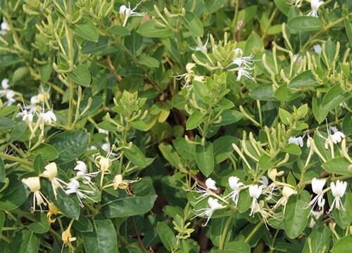 种植金银花赚钱吗 种植一亩的成本与利润