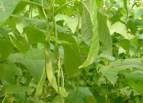 秋芸豆种植时间和方法"