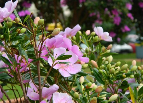 种植花卉赚钱吗