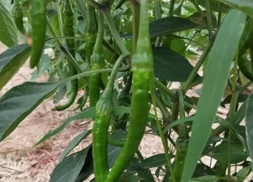 海椒种植时间和方法"