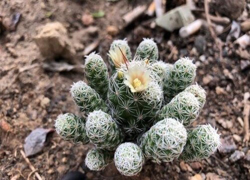 白鸟会开花吗 在什么时候开花