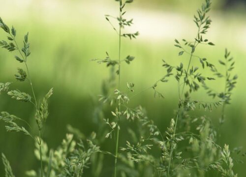 香草种植时间和方法"