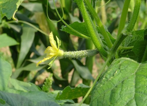 黄爪种植时间和方法 种植步骤及管理技术