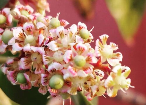 榴莲什么时候开花一般在几月份开花"