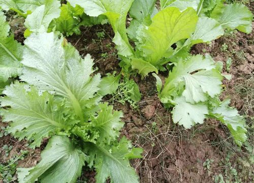 青菜种植时间和方法"