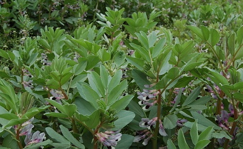 兰花豆种植时间