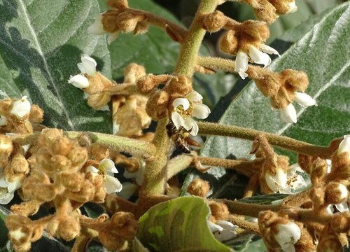 枇杷什么时候开花结果 开花时间是几月份