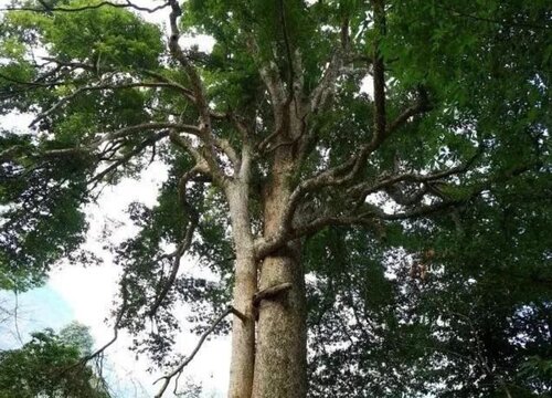 金丝楠种植条件