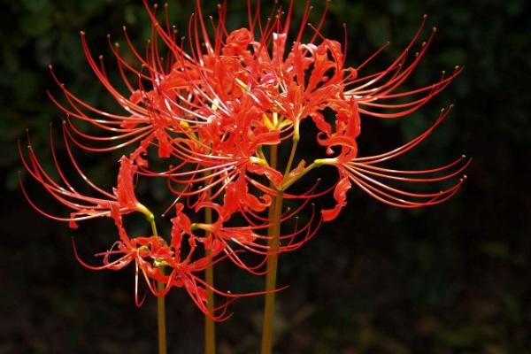 彼岸花什么时候开花 彼岸花花期是几月