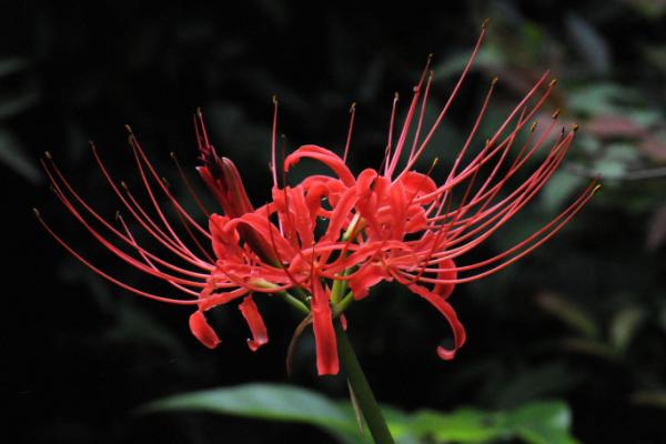 彼岸花什么时候开花 彼岸花花期是几月