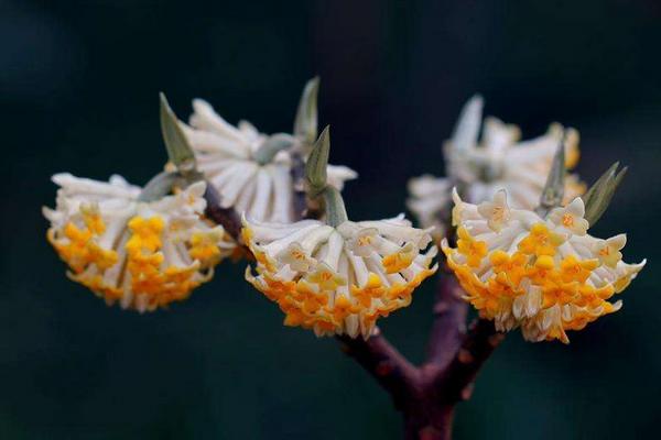 结香花有毒吗 结香花能放在室内卧室吗