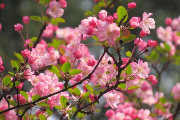 樱花和樱桃的区别是什么 樱花的品种