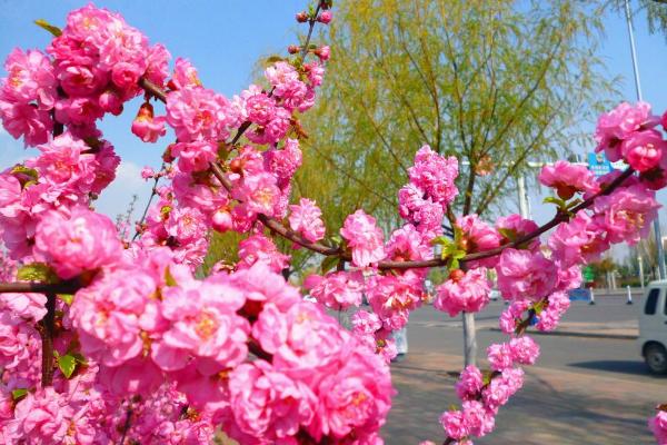 榆叶梅什么时候开花 榆叶梅花期是几月