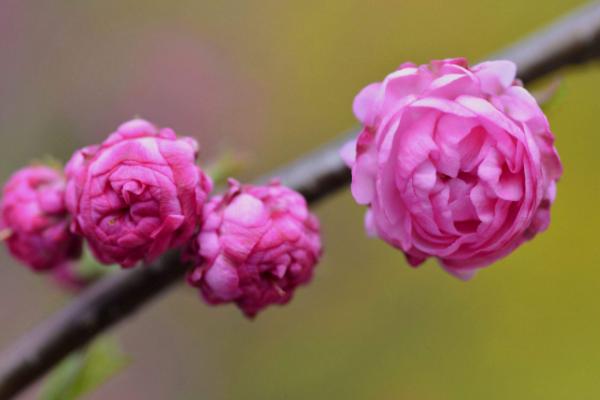 榆叶梅什么时候开花 榆叶梅花期是几月