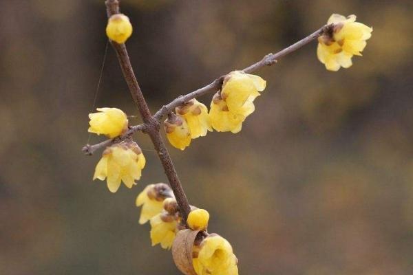 腊梅和普通梅花的区别是什么 如何调控腊梅的花期