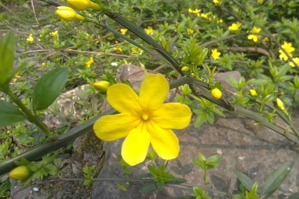 迎春花什么时候开 迎春花花期是几月