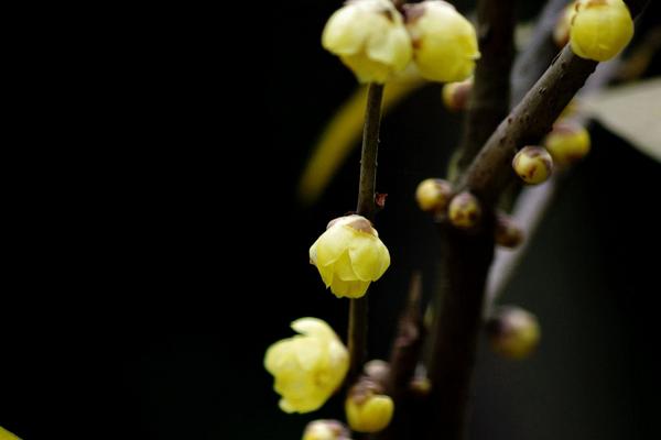 腊梅花什么时候开 腊梅花期是几月