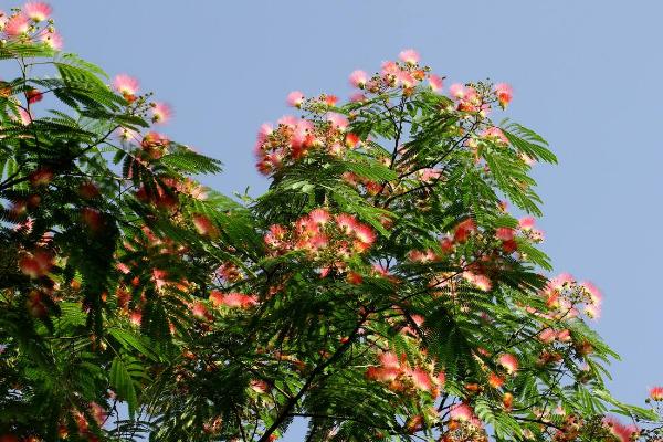 合欢花怎么治失眠