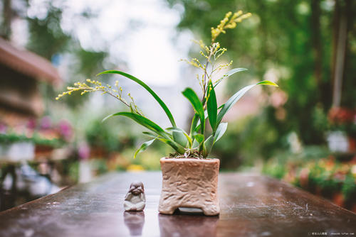 梦香兰开花后怎么修剪