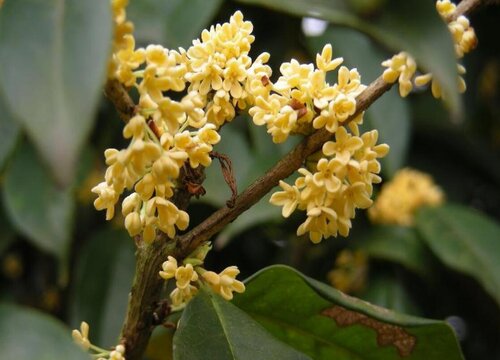 常年开花的室内花卉有哪些"