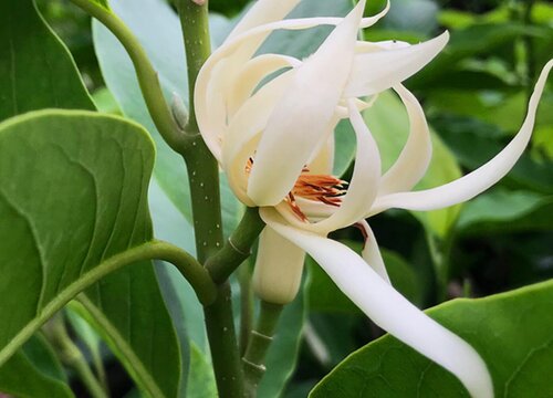 白兰花开花后怎么修剪