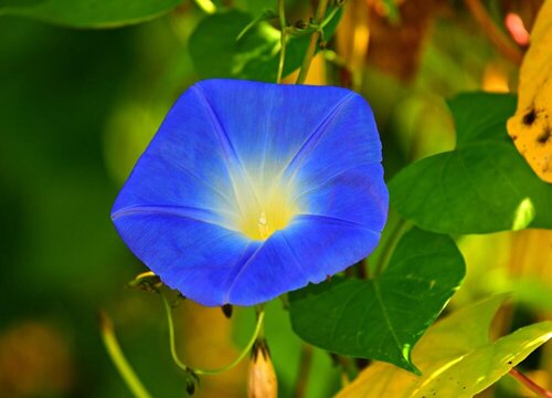 牵牛花促花方法与催花技巧"