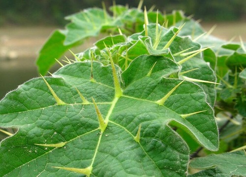 颠茄是什么植物