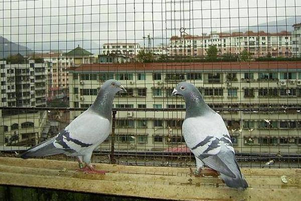 信鸽怎么知道往哪飞