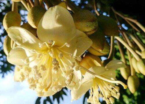 榴莲开花吗