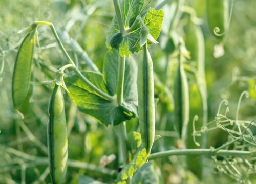 豌豆什么季节成熟上市