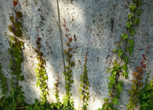 阳台种植爬山虎的时间和方法"