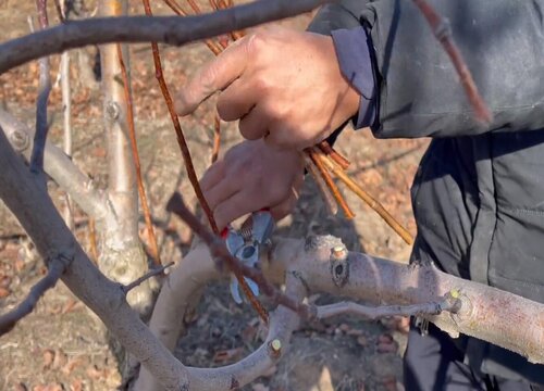 山楂树什么时候剪枝合适"