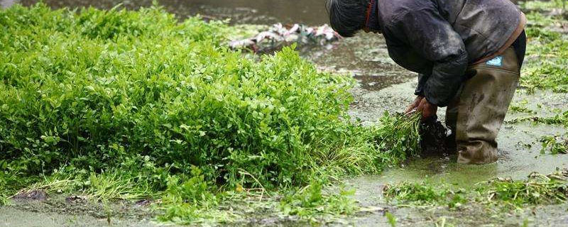 野芹菜怎么种植方法