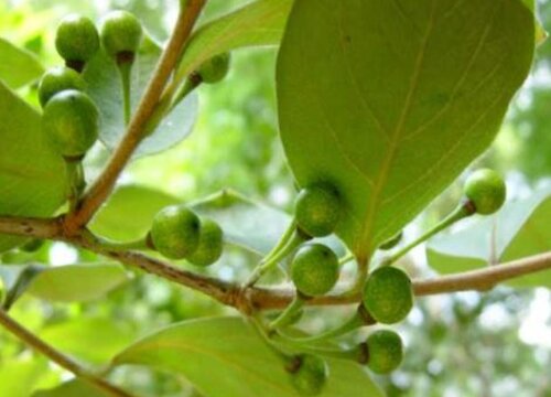 木姜子什么季节成熟上市