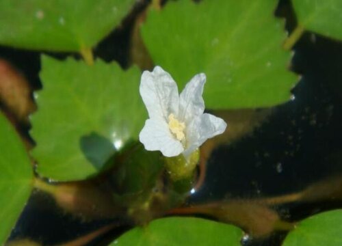 菱角什么时候开花