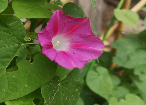 牵牛花怎么过冬天